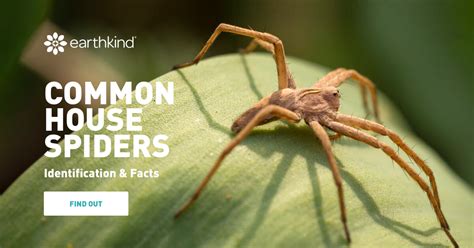 How to Identify The Different Types of Common House Spiders