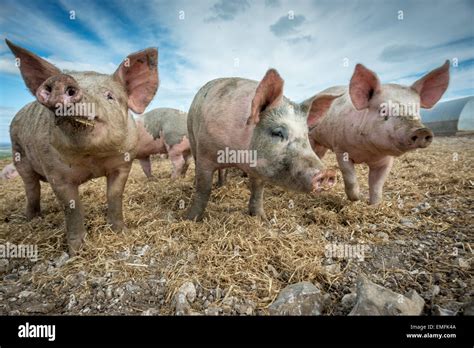 Pigs On A Pig Farm On The South Downs In Southern England Stock Photo