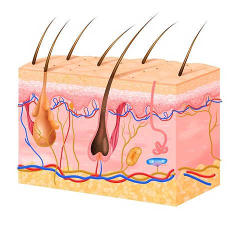 Capas De La Piel Del Cuerpo Humano