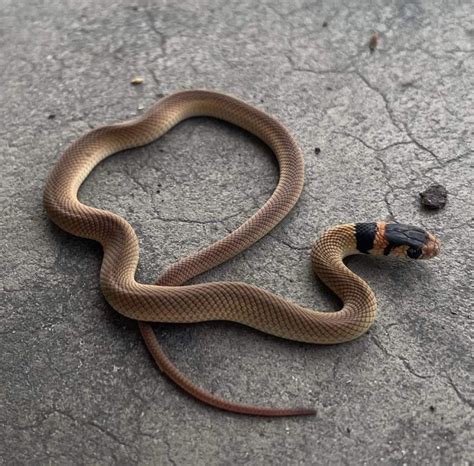 The Ten Most Venomous Snakes in Australia | Wildest