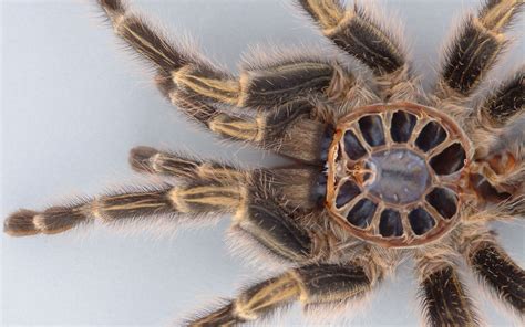 Spider close-up wallpaper - Animal wallpapers - #30032