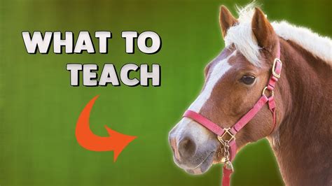 Horse Training The First 3 Things Every Horse Needs To Learn Youtube