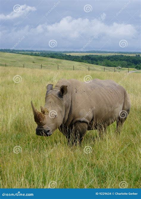 Black Rhino Stock Photo Image Of Wild African Black 9229634
