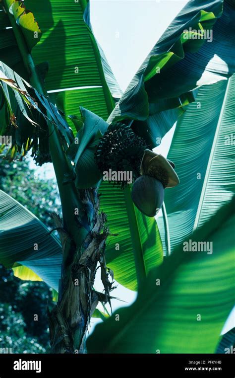 Flower Spike And Leaves Of Musa Basjoo Japanese Fibre Banana Close