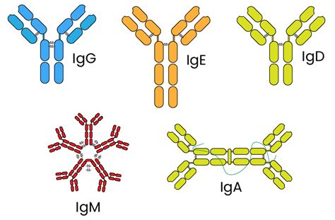 Antibody Classes And Their Structures Benchmark Antibodies