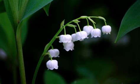 Lily of The Valley Meaning, Symbolism and Characteristics