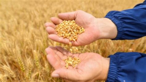 Wheat Procurement In Punjab Sets Five Year Record