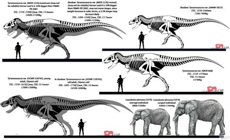 Dinosaur Size Charts