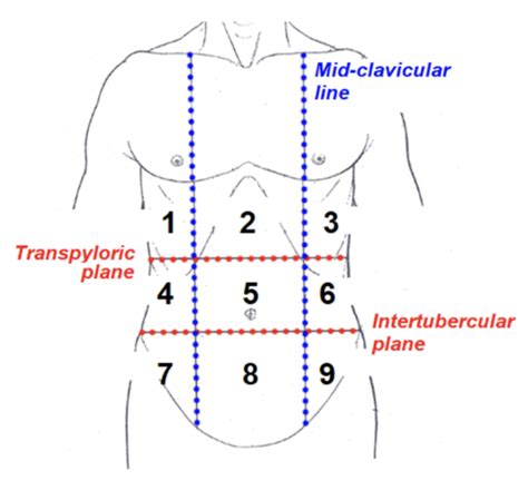 Regions Of The Abdomen Projections And Peritoneal Relations Of The