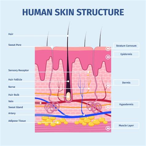 Capas De Piel Ilustraciones Detalladas De La Anatomía De La Estructura