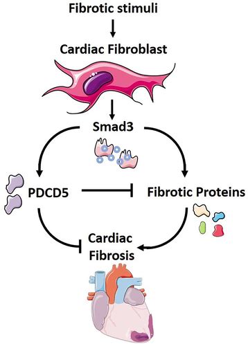 Tgf β1 Smad3 Regulates Programmed Cell Death 5 That Suppresses Cardiac Fibrosis Post Myocardial