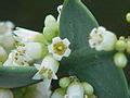 Colletia Paradoxa Wikimedia Commons