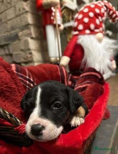 Staff X Labrador Puppy Kings Lynn Pets4homes