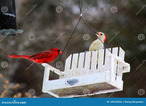 Bright Red Cardinal Bird On Feeder Stock Photo Image Of Missouri