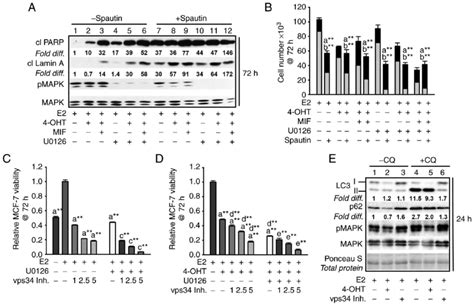 Inhibiting Early Stage Autophagy Induces Apoptosis In Antiestrogen