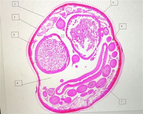 Solved Label The Image Below Chegg