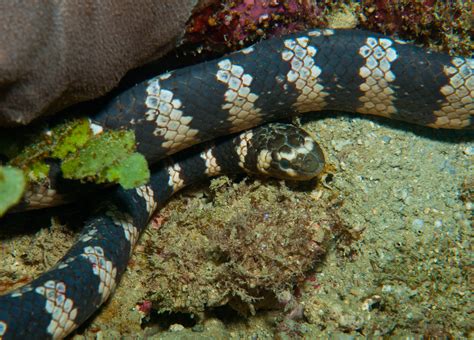 Emydocephalus Ijimae Okinawa Sea Snake Ijima S Turtle He Flickr