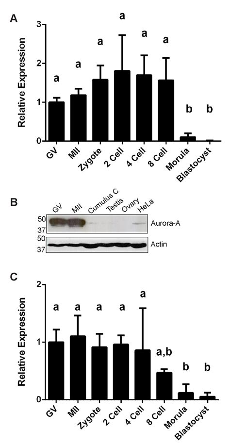 Aurora A And Tpx2 Expression A Relative Expression Of Aurka By