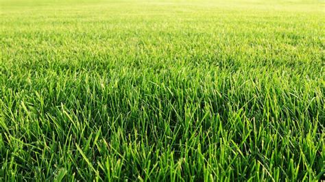 14 Things You Should Never Do To Your Lawn Lifehacker