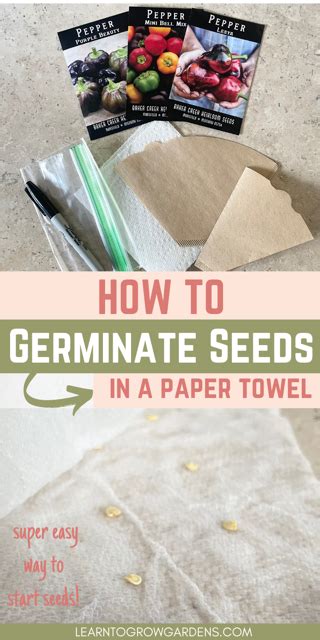 How To Germinate Seeds In A Paper Towel An Easy Step By Step Guide