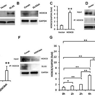 DLX5 Associated With HOXC8 And Formed Protein Complex In SCAPs A Co IP