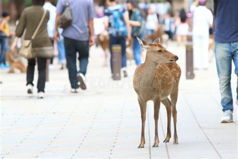 Sika Deer stock image. Image of landscape, brown, nature - 60677209