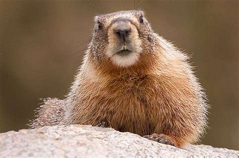 8 Facts About Marmots In The Rocky Mountains Jakes Nature Blog