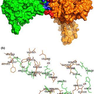 Protein Protein Docking Analysis Shows The Specific Amino Acids