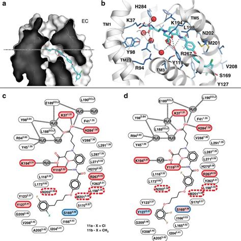 Ligand Binding Pocket Of Cyslt2r A Sliced Surface Representation Of The