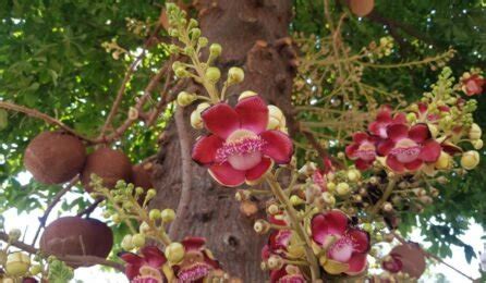 Cannonball Tree How To Grow And Maintain Tips