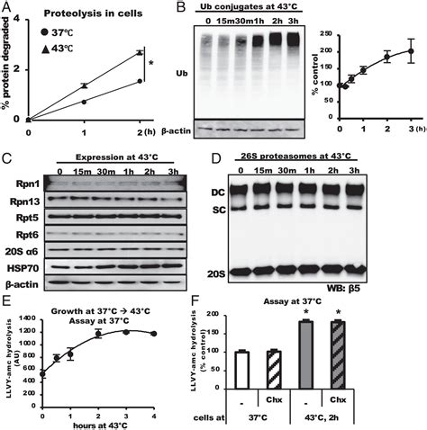 S Proteasomes Become Stably Activated Upon Heat Shock When