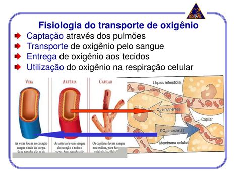 Qual O Componente Do Sangue Responsável Pelo Transporte De Oxigênio