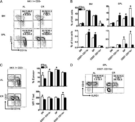 Altered Distribution Of NK Cell Subsets In The BM And Spleen Of CR