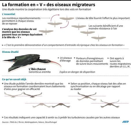 Pourquoi Les Oiseaux Migrateurs Volent Ils En V Sciences Et Avenir