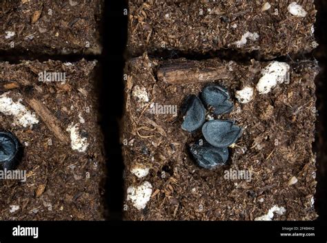 Scallion Or Spring Onion Seeds On Compressed Starter Soil Top View