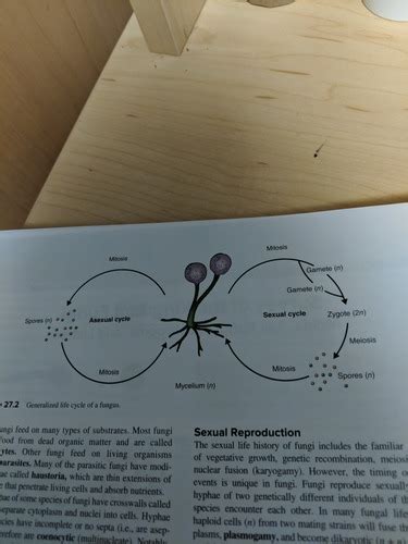 Lab And Fungi And Bryophytes Questions Flashcards Quizlet