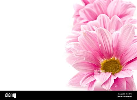 Blooming Beautiful Pink Flower Isolated On White Background Stock Photo