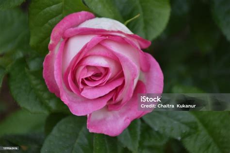 Beautiful Roses Blooming Stock Photo Download Image Now