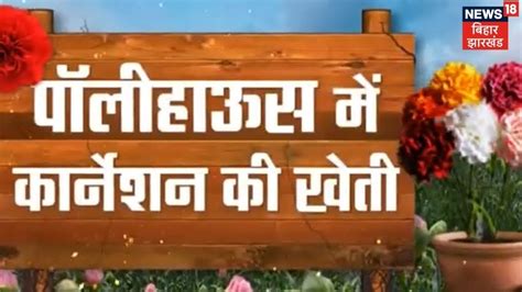 Annadata किसान पॉलीहाउस में कैसे करें कार्नेशन की खेती । Carnation