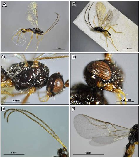 Figure 1 from Alysiinae (Hymenoptera: Braconidae) parasitoids of the pea leaf miner ...