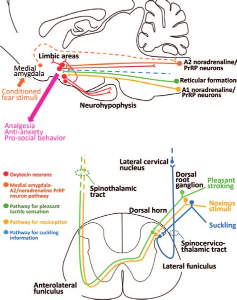 Noxious Or Non Noxious Inputs To Oxytocin Secreting Neurons In The