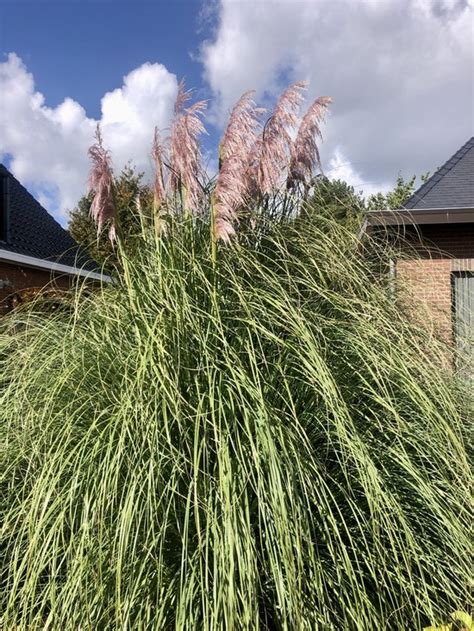 X Cortaderia Selloana Rosea Herbe De La Pampa En Pot X Cm Bol