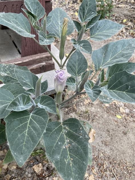 Sacred Datura From Big Morongo Canyon Preserve Morongo Valley CA US