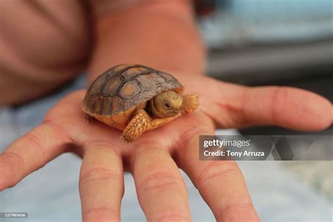 Baby Gopher Tortoise In Palm Of Hand High Res Stock Photo Getty Images