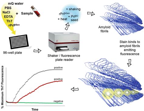 Rt Quic Assays For Prion Disease Detection And Diagnostics Springerlink