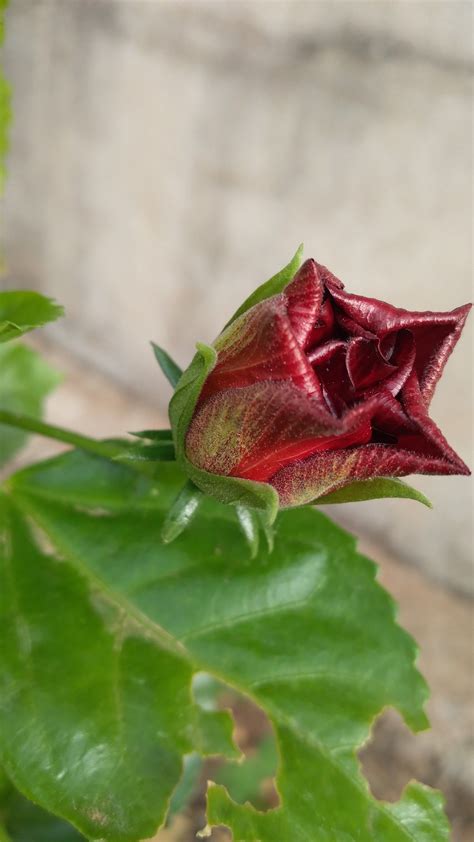 Mandaram flower
