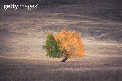 Autumn tree with yellow and green leaves on the hill with dry grass 이미지