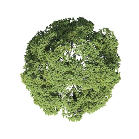 Premium Photo Tree Top View Isolated On White Background 3D