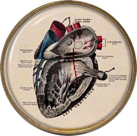 Amazon Xiddxu Vintage Style Round Tin Sign Anatomical Heart Retro