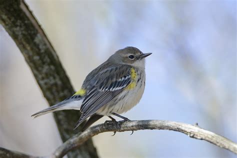 Yellow Rumped Warbler By Jackie B Elmore 3 10 2024 Jeffer Flickr